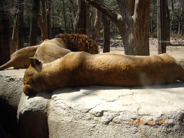 韓國～韓天霹地大長今五日遊  DAY2