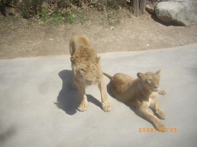 韓國～韓天霹地大長今五日遊  DAY2
