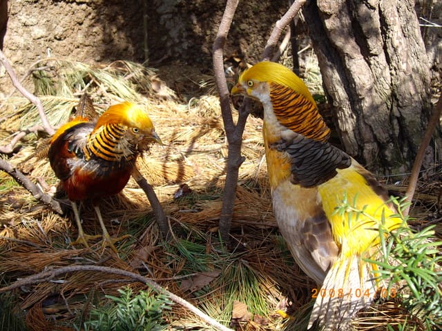 韓國～韓天霹地大長今五日遊  DAY2