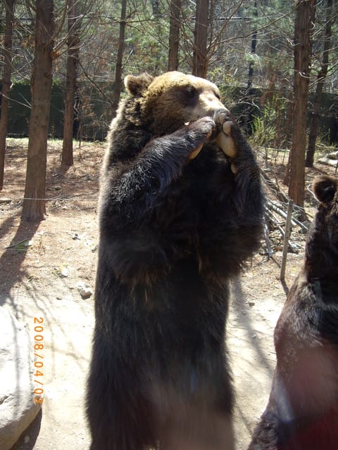 韓國～韓天霹地大長今五日遊  DAY2