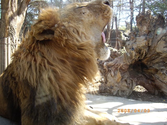 韓國～韓天霹地大長今五日遊  DAY2