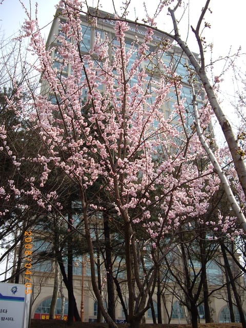 韓國～韓天霹地大長今五日遊  DAY4