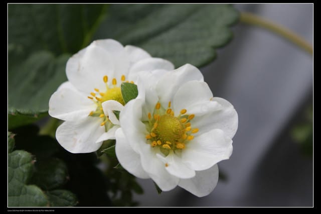 《遊記—苗栗》大湖草莓季隆重登場囉！