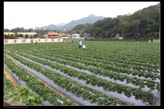 《遊記—苗栗》大湖草莓季隆重登場囉！