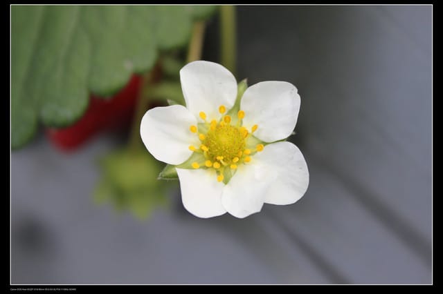 《遊記—苗栗》大湖草莓季隆重登場囉！