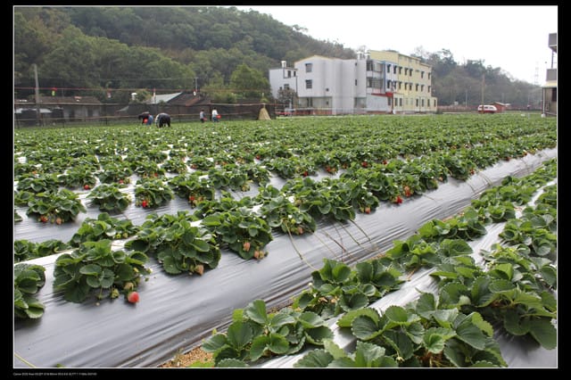 《遊記—苗栗》大湖草莓季隆重登場囉！