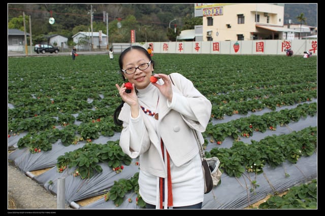 《遊記—苗栗》大湖草莓季隆重登場囉！