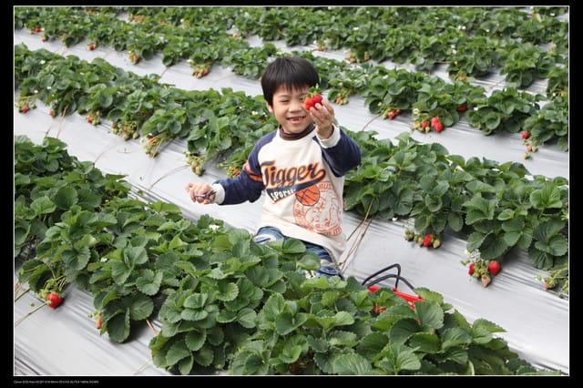 《遊記—苗栗》大湖草莓季隆重登場囉！