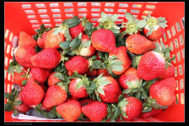 《遊記—苗栗》大湖草莓季隆重登場囉！