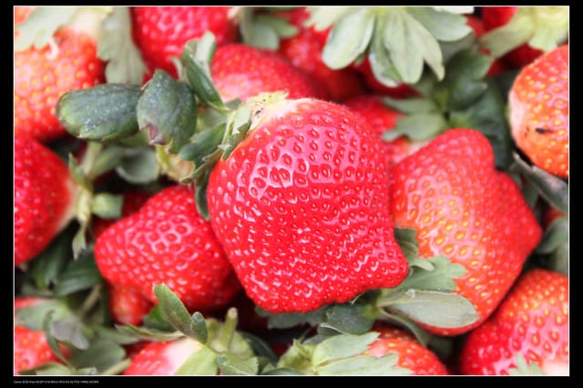 《遊記—苗栗》大湖草莓季隆重登場囉！