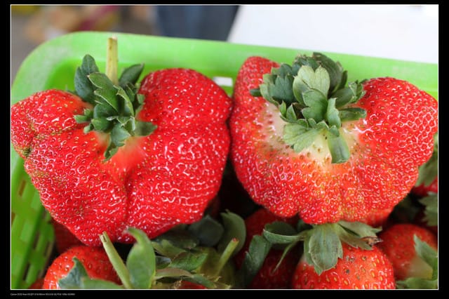 《遊記—苗栗》大湖草莓季隆重登場囉！