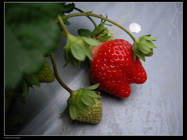 《遊記—苗栗》大湖草莓季隆重登場囉！