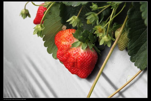 《遊記—苗栗》大湖草莓季隆重登場囉！