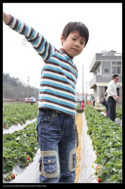 《遊記—苗栗》大湖草莓季隆重登場囉！