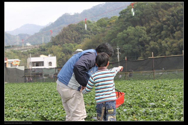 《遊記—苗栗》大湖草莓季隆重登場囉！