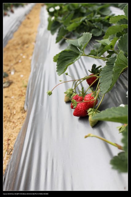 《遊記—苗栗》大湖草莓季隆重登場囉！