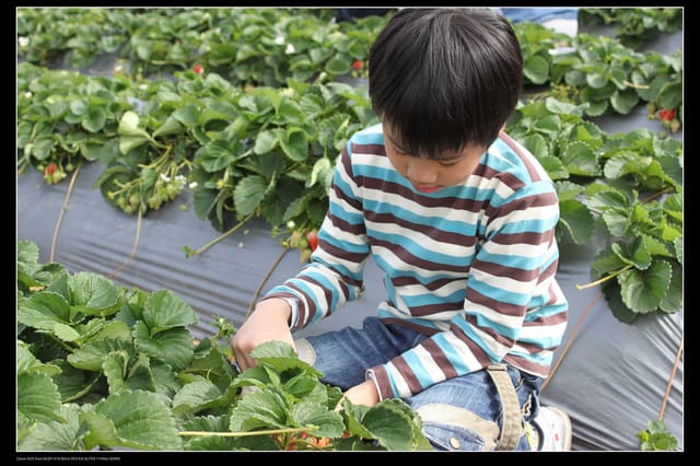 《遊記—苗栗》大湖草莓季隆重登場囉！