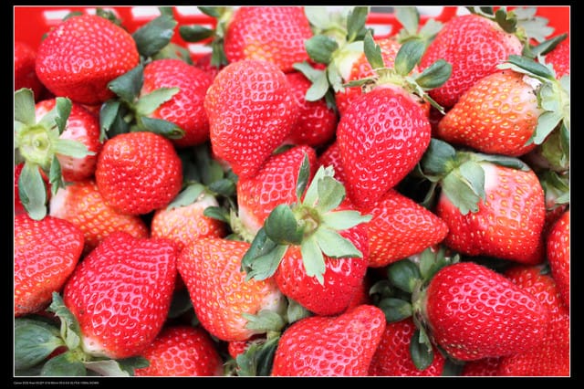 《遊記—苗栗》大湖草莓季隆重登場囉！