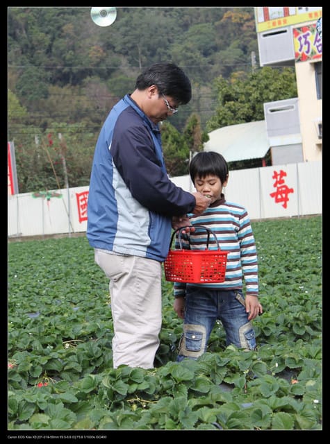 《遊記—苗栗》大湖草莓季隆重登場囉！