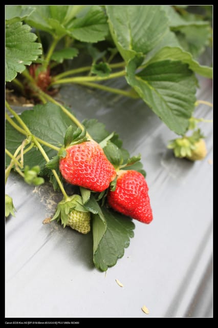 《遊記—苗栗》大湖草莓季隆重登場囉！