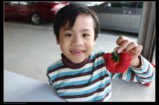 《遊記—苗栗》大湖草莓季隆重登場囉！