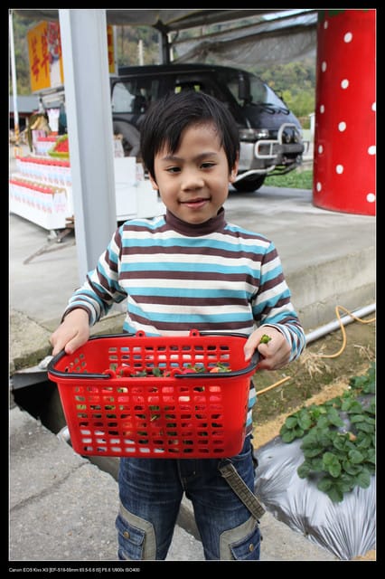 《遊記—苗栗》大湖草莓季隆重登場囉！