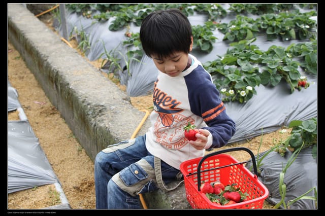 《遊記—苗栗》大湖草莓季隆重登場囉！