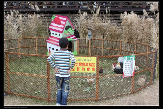 《遊記—苗栗》大湖酒莊草莓文化館