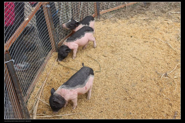 《遊記—苗栗》大湖酒莊草莓文化館
