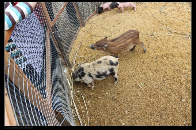 《遊記—苗栗》大湖酒莊草莓文化館