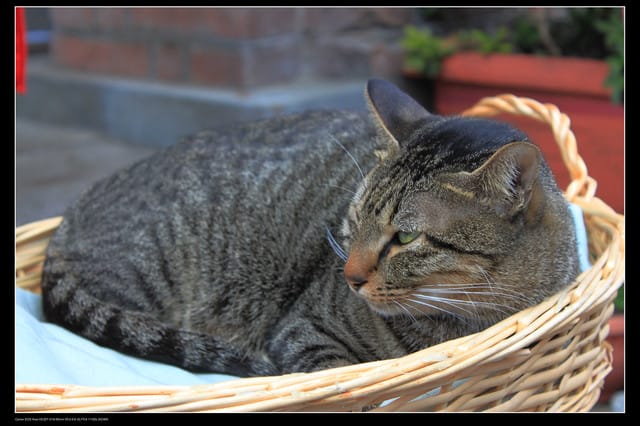 《遊記—台北》三峽老街玩樂去