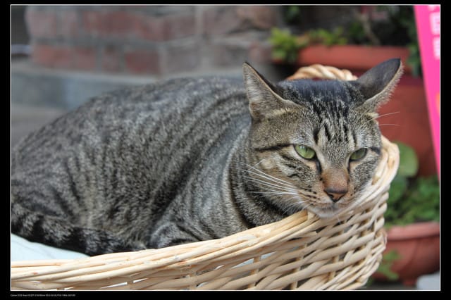 《遊記—台北》三峽老街玩樂去