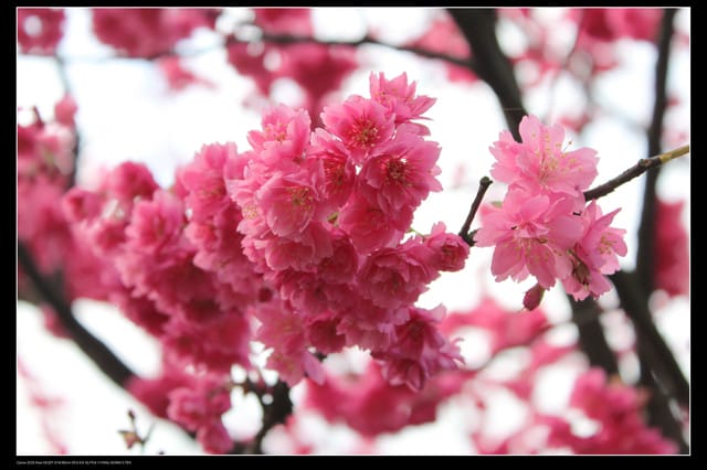 《遊記—台北》陽明山櫻花盛開了～～