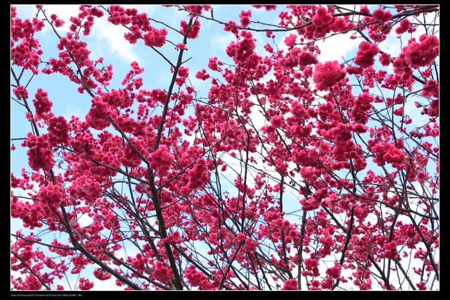 《遊記—台北》陽明山櫻花盛開了～～