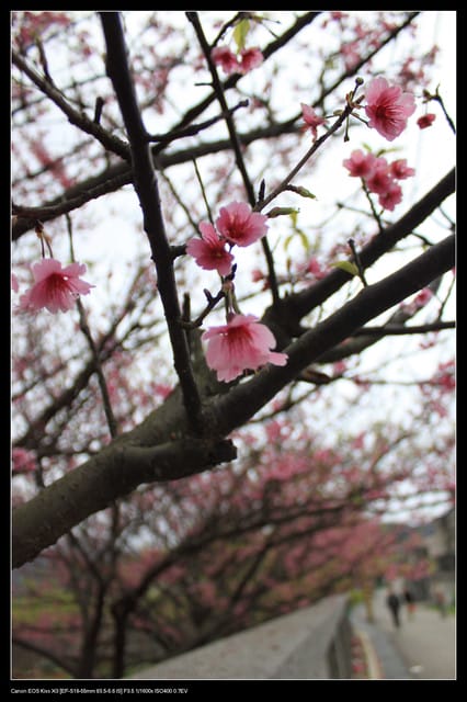 《遊記—台北》陽明山櫻花盛開了～～