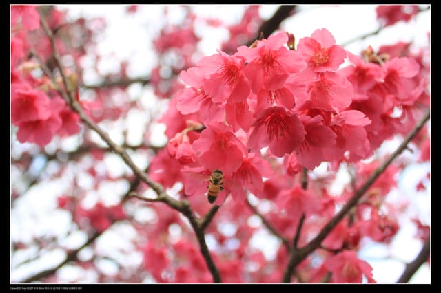 《遊記—台北》陽明山櫻花盛開了～～