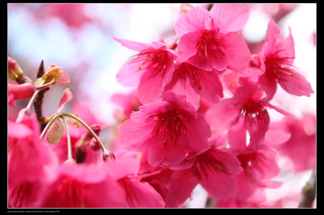 《遊記—台北》陽明山櫻花盛開了～～