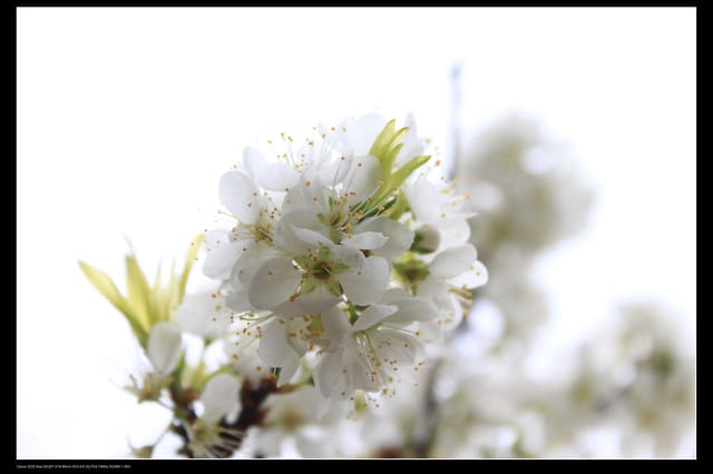 《遊記—台北》陽明山櫻花盛開了～～