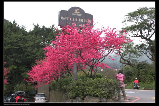《遊記—台北》陽明山櫻花盛開了～～