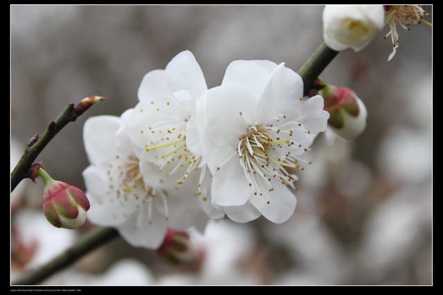 《遊記—台北》陽明山櫻花盛開了～～