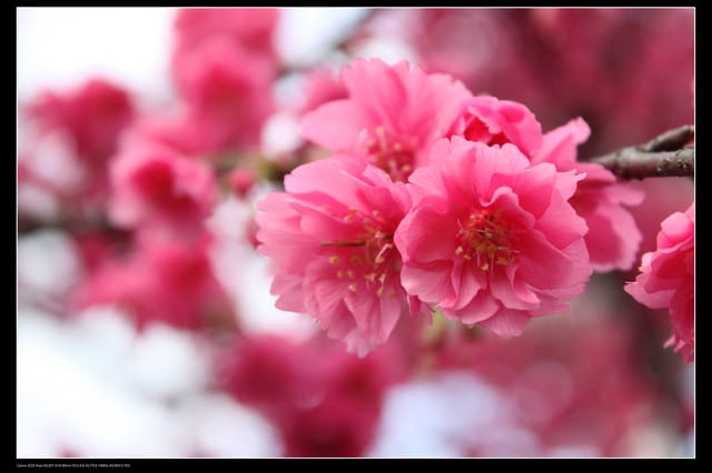 《遊記—台北》陽明山櫻花盛開了～～