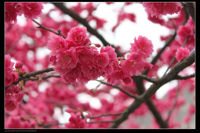 《遊記—台北》陽明山櫻花盛開了～～