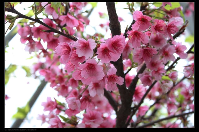 《遊記—台北》陽明山櫻花盛開了～～