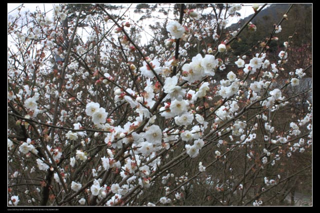 《遊記—台北》陽明山櫻花盛開了～～