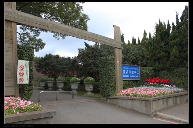 《遊記—台北》陽明山櫻花盛開了～～