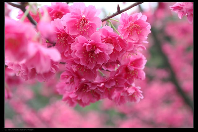 《遊記—台北》陽明山櫻花盛開了～～