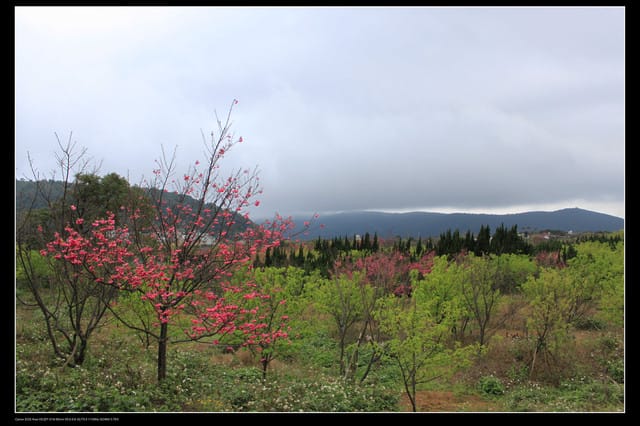 《遊記—台北》陽明山櫻花盛開了～～