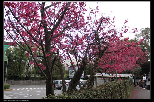 《遊記—台北》陽明山櫻花盛開了～～