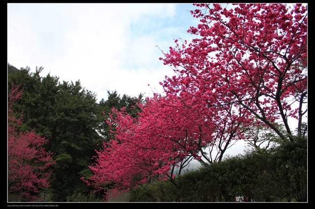 《遊記—台北》陽明山櫻花盛開了～～