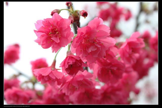 《遊記—台北》陽明山櫻花盛開了～～